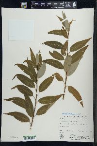 Salix amygdaloides image