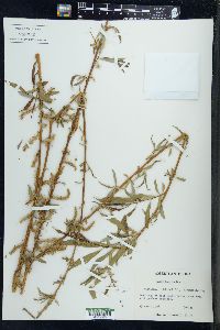 Salix babylonica image