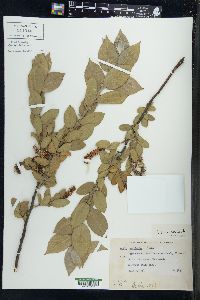 Salix cordata image