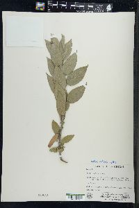 Salix cordata image