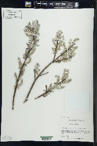 Salix candida image