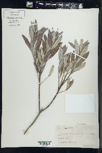 Salix candida image