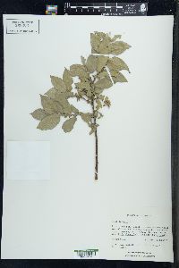 Salix cordata image