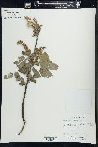 Salix cordata image