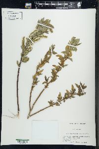 Salix cordata image