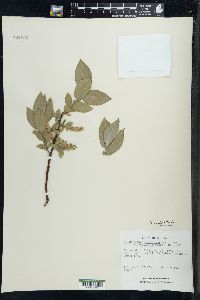 Salix cordata image