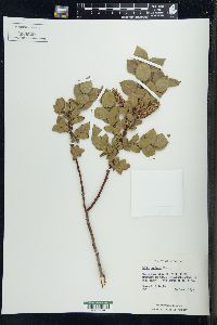 Salix cordata image