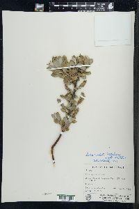 Salix cordata image