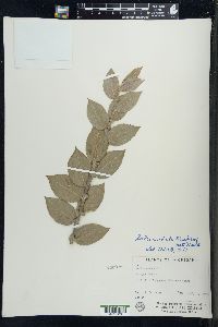 Salix cordata image