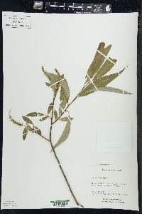 Salix × fragilis image