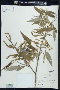 Salix × fragilis image