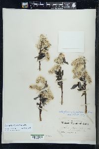 Salix myricoides image