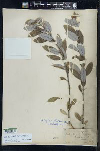 Salix myricoides image