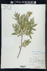 Salix myricoides image