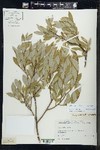 Salix myricoides image