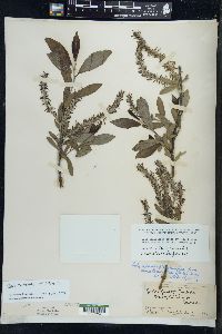 Salix myricoides image