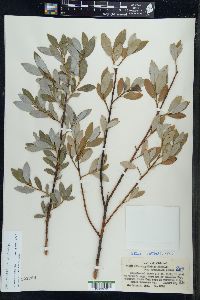 Salix myricoides image