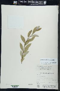 Salix myricoides image