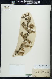 Salix myricoides image