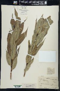 Salix lucida image