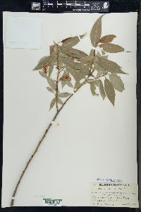 Salix lucida image