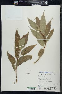 Salix lucida image