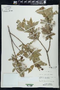 Salix lucida image