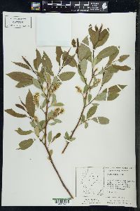 Salix lucida image