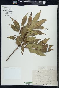 Salix lucida image