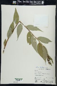 Salix lucida image