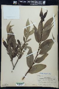 Salix lucida image