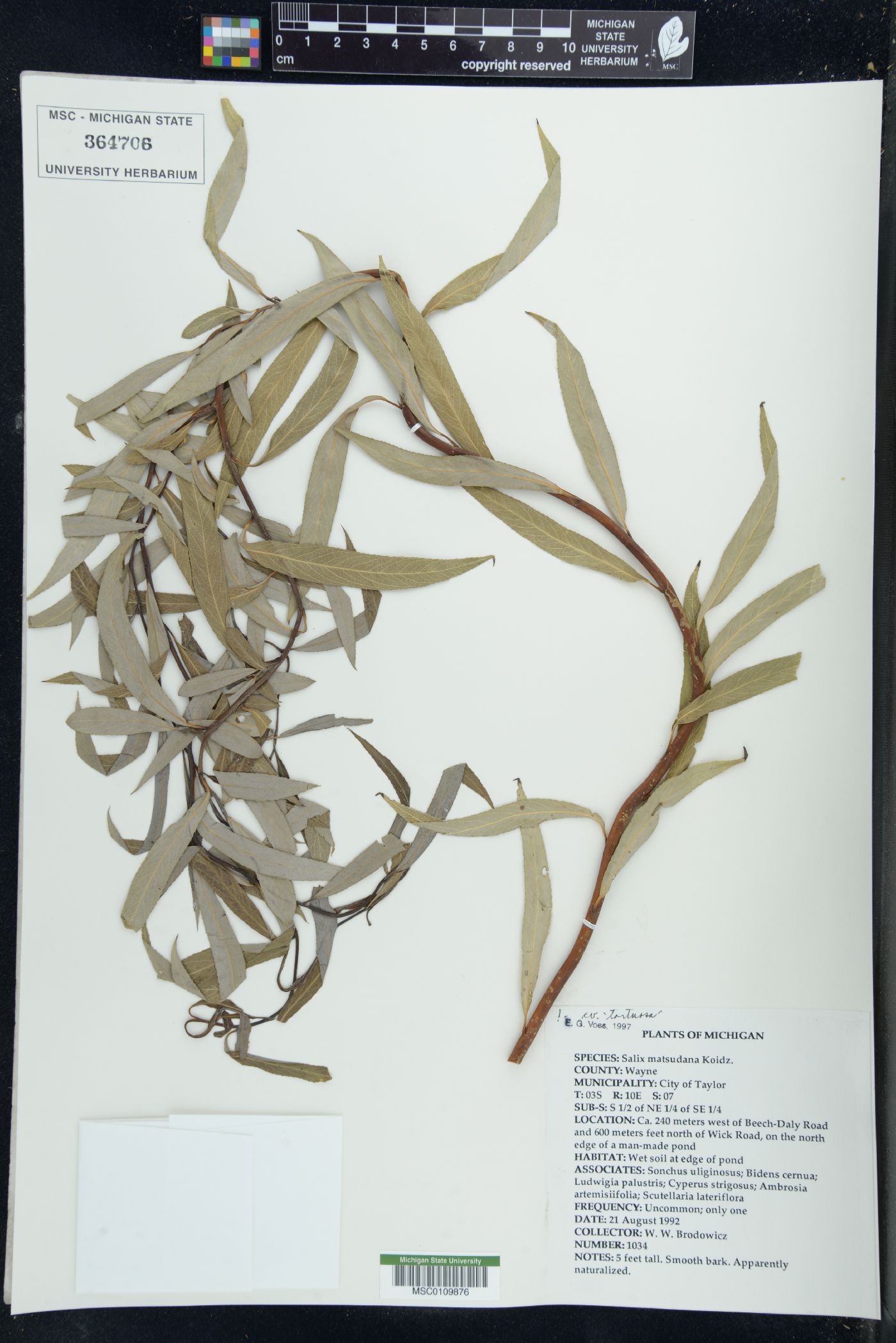 Salix matsudana image