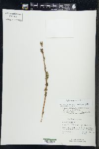 Salix myricoides image