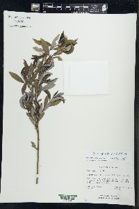 Salix myricoides image