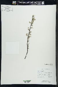 Salix petiolaris image