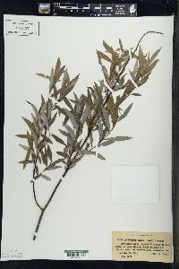 Salix petiolaris image