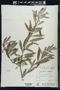 Salix petiolaris image