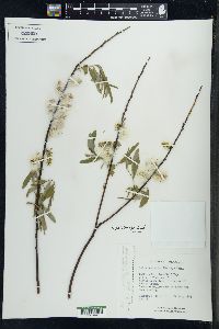 Salix petiolaris image