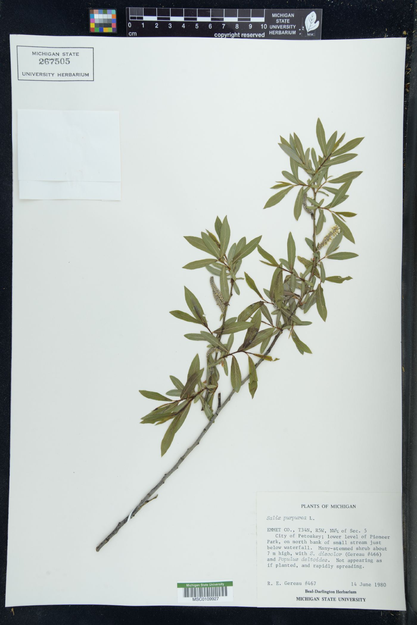 Salix purpurea image