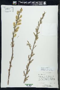 Salix rigida image