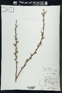 Salix rigida image