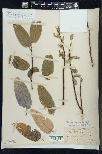 Salix pyrolifolia image