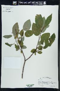 Salix pyrolifolia image