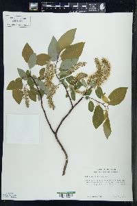 Salix pyrolifolia image