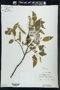 Salix pyrolifolia image