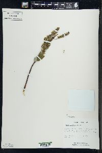 Salix pyrolifolia image