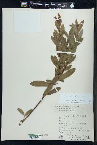 Salix pedicellaris image