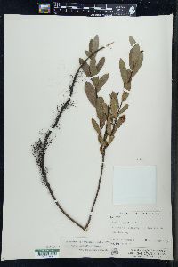 Salix pedicellaris image