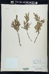 Salix pedicellaris image