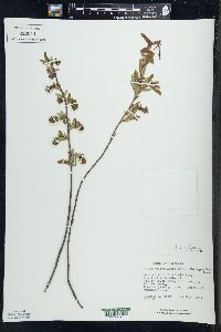 Salix pedicellaris image